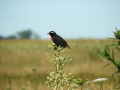 Leistes superciliaris