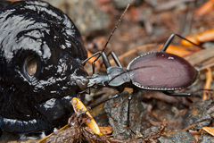 Scaphinotus angusticollis
