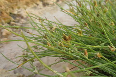 Cyperus pannonicus