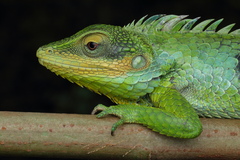 Calotes grandisquamis