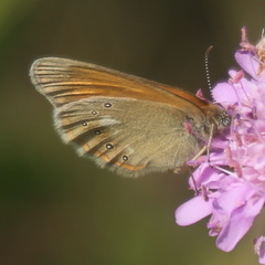 Coenonympha glycerion