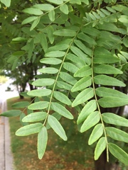 Gleditsia