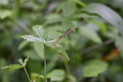 Ceriagrion coromandelianum