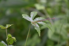 Ceriagrion coromandelianum