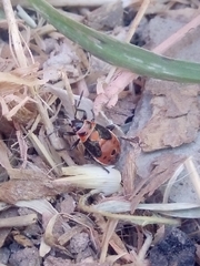 Lygaeus kalmii