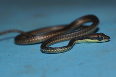 Dendrelaphis marenae