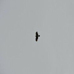 Pernis ptilorhynchus