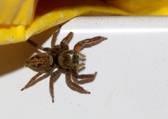 Hasarius adansoni