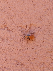 Lygaeus kalmii