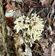 Sebacina schweinitzii