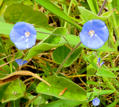 Jacquemontia evolvuloides