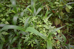 Hibiscus surattensis