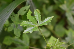 Hibiscus surattensis