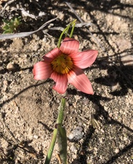 Romulea hirsuta