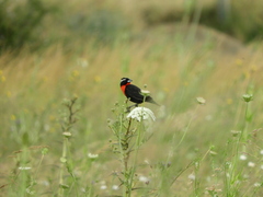 Leistes superciliaris