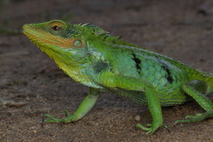 Calotes grandisquamis