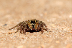 Hasarius adansoni