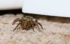 Hasarius adansoni