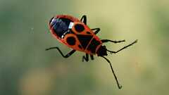 Pyrrhocoris apterus