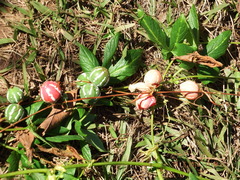 Diplocyclos palmatus