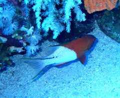 Bodianus anthioides