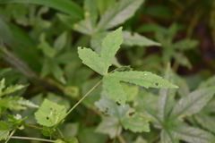 Hibiscus surattensis
