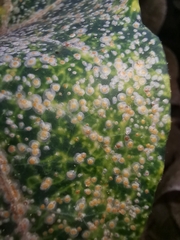 Aspidiotus hedericola