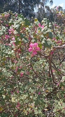 Malva assurgentiflora