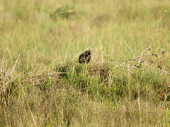 Leistes superciliaris