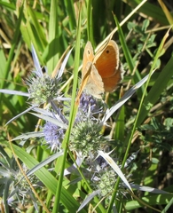 Coenonympha pamphilus
