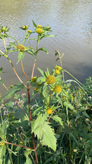 Bidens