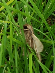 Mythimna unipuncta