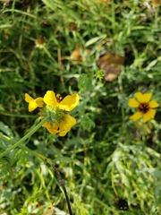 Helianthus ciliaris