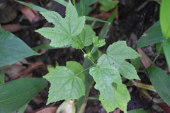 Hibiscus surattensis
