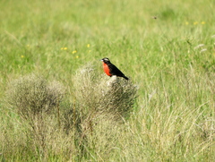 Leistes superciliaris