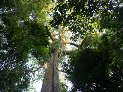 Bertholletia excelsa