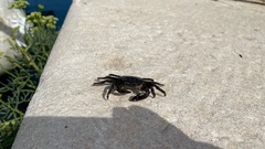 Pachygrapsus marmoratus