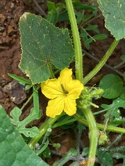 Cucumis sativus