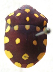 Pachycoris