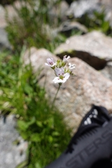 Minuartia recurva