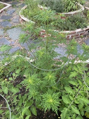 Ambrosia artemisiifolia