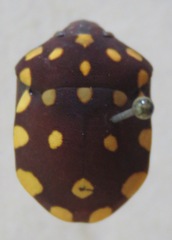 Pachycoris