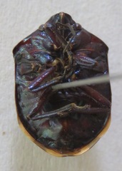 Pachycoris