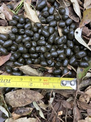 Mazama gouazoubira