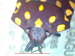 Pachycoris