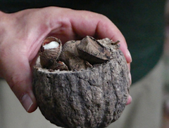 Bertholletia excelsa