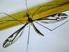 Tipula furca