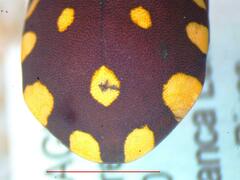 Pachycoris