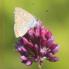 Lycaena alciphron