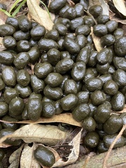 Mazama gouazoubira
